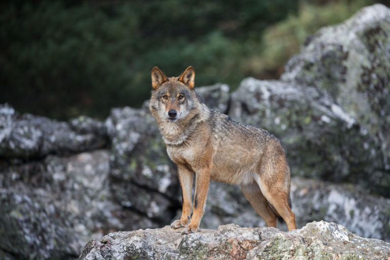 Estudo revela impacto da predação de cães errantes no gado e uma crescente representatividade de ungulados silvestres na dieta do lobo