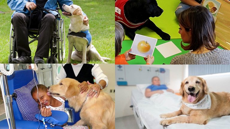 Terapia Assistida por Animais