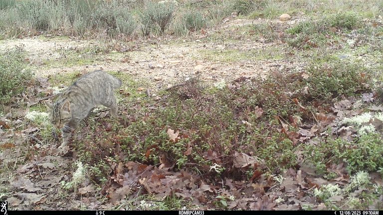 Gato-Bravo identificado numa área rewilding