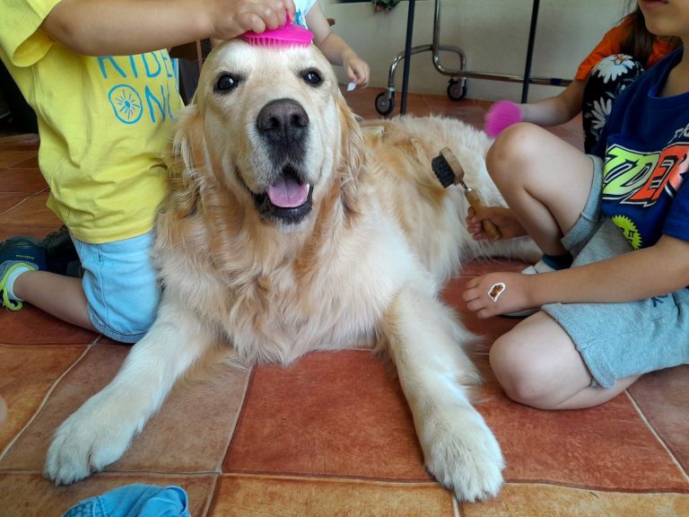 Cinoterapia – o perfil de um cão de Intervenções