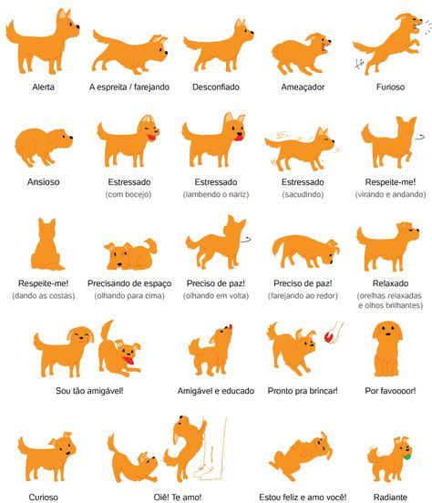 Cinoterapia – A comunicação com o cão no treino  Interpretar a linguagem canina
