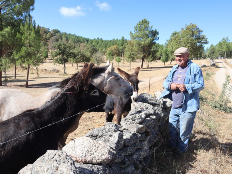 A criação de burros mirandeses é uma terapia para José Rebelo
