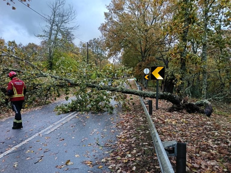 Mau tempo provoca queda de árvores