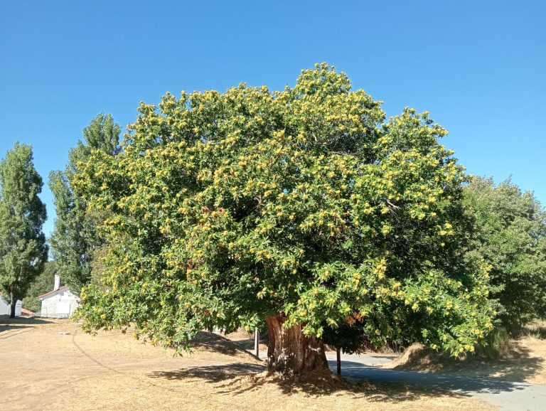 “Terras do Sabugal” submete quatro candidaturas a Concurso Nacional “Árvore do Ano”