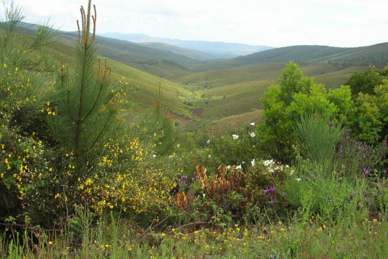 Serra da Malcata elevada a Zona Especial de Conservação: novo estatuto reforça proteção da fauna e flora