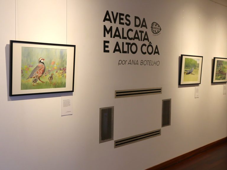 Museu do Sabugal inaugura exposição “Aves da Malcata e Alto Côa” no Âmbito do Festival da Primavera