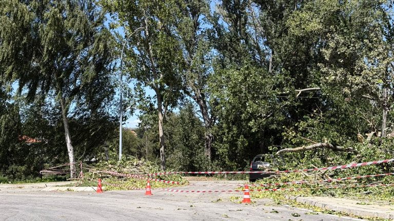 Queda de árvore junto ao rio provoca estragos